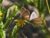 Polyommatus icarus